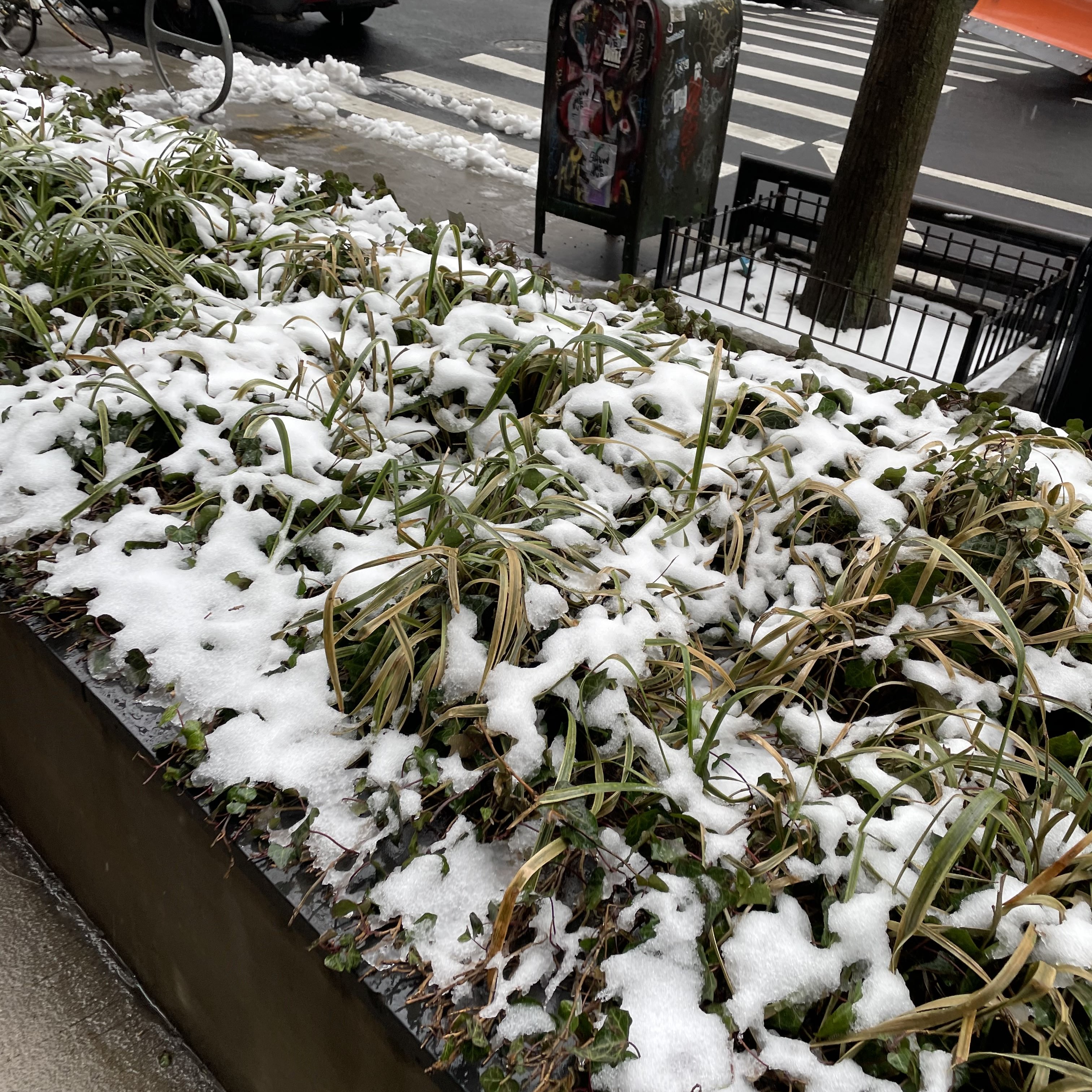 ugly frost on small shrubs